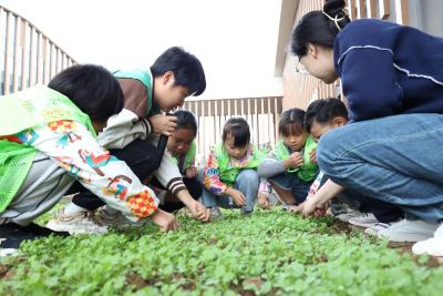 夷陵图书馆开展“书香伴薯香”生态实践活动