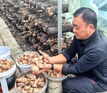 宜昌夷陵：分乡香菇迎丰收 合作社撑起“致富伞”