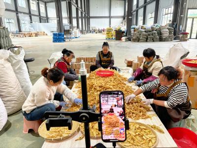 宜昌夷陵：田间直播间+工厂加工线 下堡坪天麻“双线”产销两旺