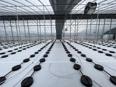 夷陵一个项目带火蓝莓产业链 