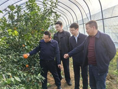 鸦鹊岭镇人大代表：护航橘农致富之路