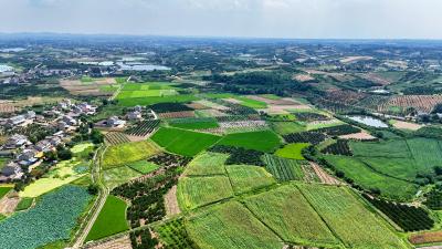 【民生实事惠民生】办好农业“民生实事” 交出产业“丰收答卷”