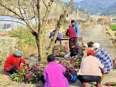 宜昌夷陵：闲置烟田种出“增收菜”