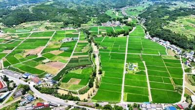 社会化组织赋能现代农业