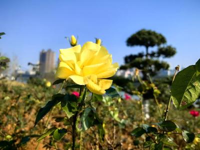 【组图】冬日花语