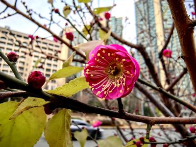 暗香浮动 发展大道梅花绽放成冬日限定美景