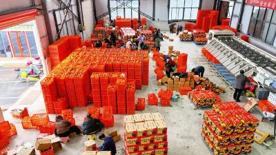 宜昌夷陵：太平溪脐橙产销两旺 峡江橙香飘全国