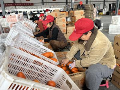 【新春走基层】春节“不打烊” 夷陵红柑橘企业订单发货忙