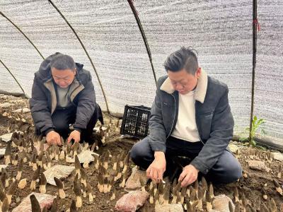 【新春走基层】破土而出“金疙瘩” 羊肚菌里藏商机
