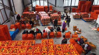 【返乡创业正当时】从“好果难卖”到“香飘全国” 李智强带乡亲种出“峡江黄金果”