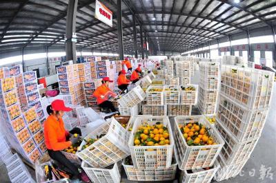 夷陵柑橘生产经营体系获农业农村部推介