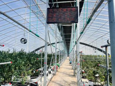 【新春走基层】智能大棚育“蓝果” 农旅融合富农家