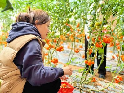 解锁春日田园趣！夷陵嘉馥农场采摘游持续升温