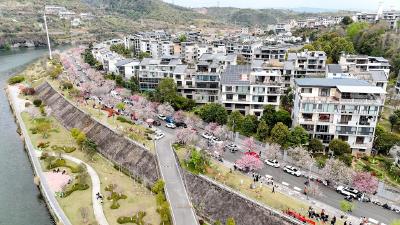 三月春风拂峡江 海棠花开又一春