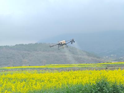 夷陵：1小时施肥200亩 油菜地迎来“空中管家”