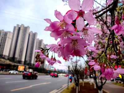 夷陵区发展大道樱花盛开 一路繁花春意浓