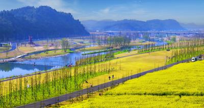 龙泉柏临河湿地油菜花开 成为旅游新景观