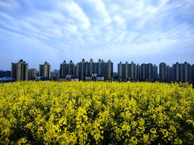 满目芳菲醉春风 新老城区共绘春日盛景