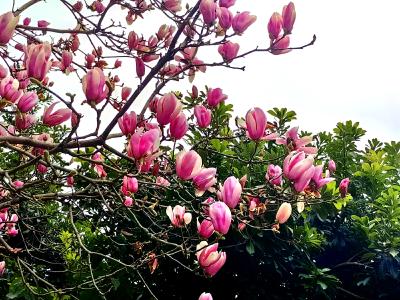 玉兰绽放春意浓 夷陵满城沐春风