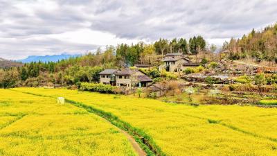 夷陵分乡：金色花海催生“赏花+” 乡村绽放春日活力