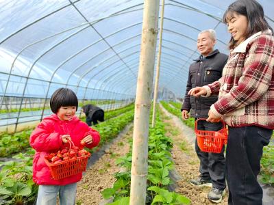 樟村坪镇：高山草莓抢“鲜”上市
