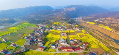 一株野菜的“三级跳”——看夷陵“后花园”里的热烈生长