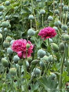 这些禁种铲毒知识，请广泛宣传！