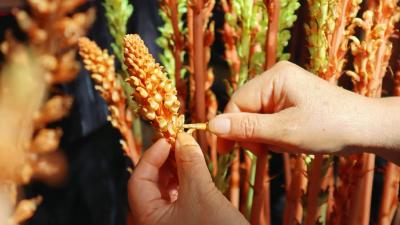 下堡坪乡：天麻授粉正当时 产业增收促振兴