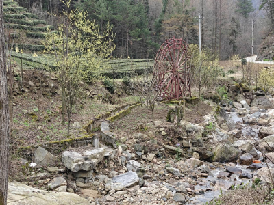 且将新火试新茶——犁耳坪茶场头采春茶开园