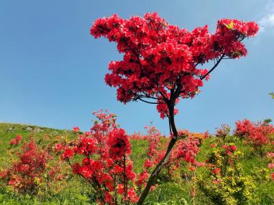 【节日里的夷陵】百里荒景区：红红火火迎“五一”