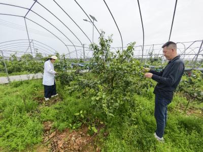夷陵四月橘花香 田间管理正当时