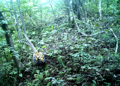 首次记录！白冠长尾雉稳定种群落户圈椅淌