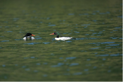 珍稀物种频现！西塞国野生动植物调查获重大突破