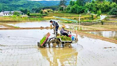 夷陵区抢抓农时忙插秧 科技赋能稳粮促增收