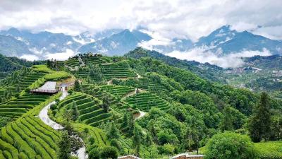 第一条抹茶生产线投产！邓村乡解锁高山抹茶新赛道