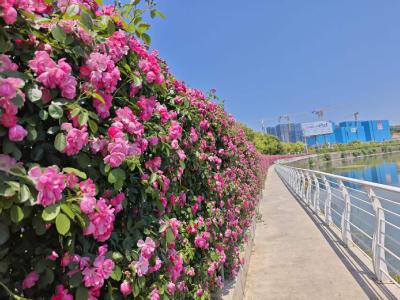 龙泉柏临河：蔷薇花开扮靓河岸