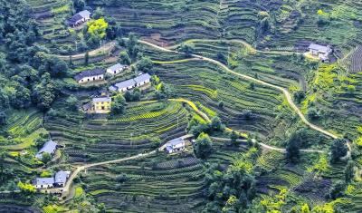 邓村：盘山玉带绕茶乡 铺就富民文旅路
