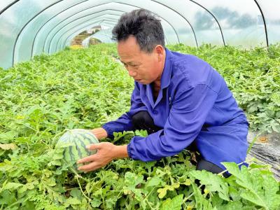 瓜甜夏正浓！夷陵鸦鹊岭镇西瓜喜获丰收