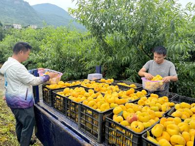 普溪河村：小水果+粮油“双产业”模式 激活集体经济新动能