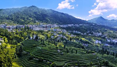 夷陵邓村：六月茶山铺翠浪 山居入画醉青山
