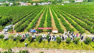 夷陵：科技统防大实蝇 守护柑橘丰收季