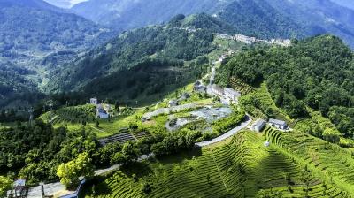 夷陵古村坪：青山茶园藏美景