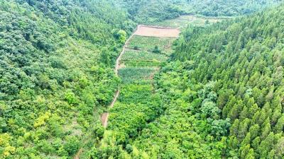 夷陵分乡：夏日“李”好 山野硕果铺就增收路