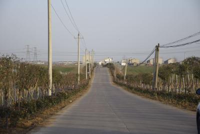 襄州区双沟镇全域打造绿化精品