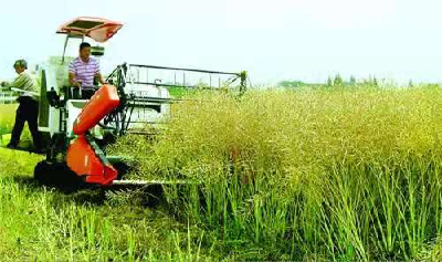 機械化種植全面推廣 | 襄州區油菜籽售價、現金收益創歷史最高