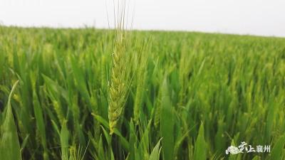 围观！襄州这家种业公司培育的小麦新品种通过省级审定