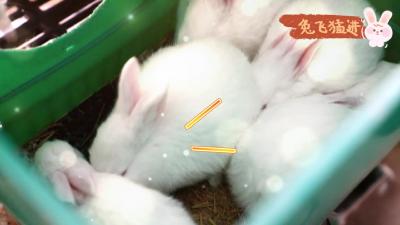 “兔产业”兔年如何“兔”飞猛进