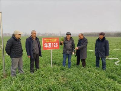 华中农业大学博士生导师孙东发来我区调研小麦品种越冬情况