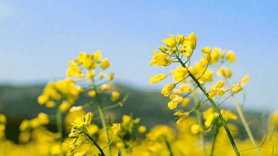 春季赏花｜“花”点时间游襄州，你的春季赏花指南来啦