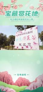 宝藏赏花地  襄州区龙王镇松树坡樱花谷入围！